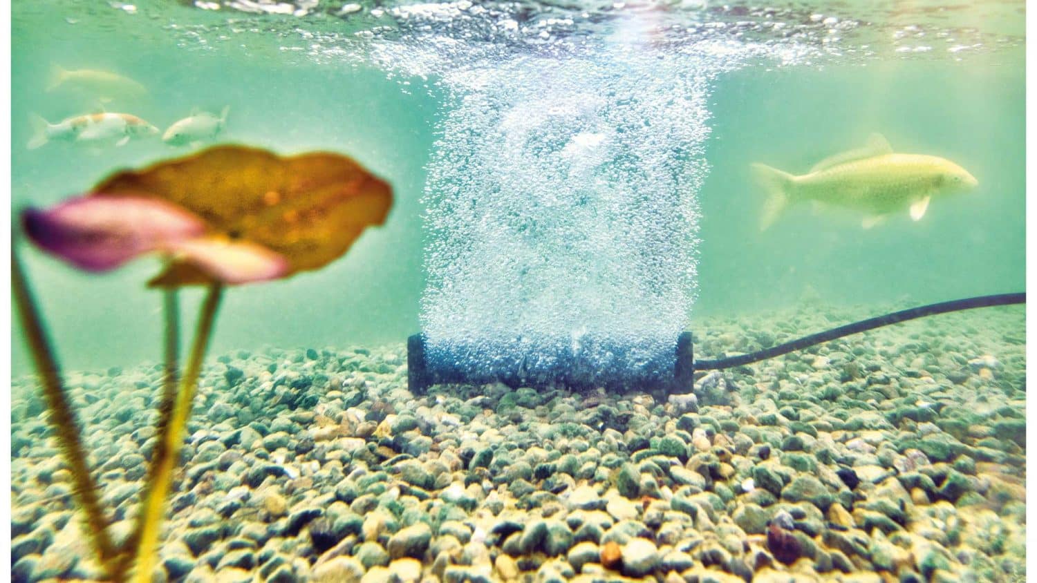 The Oase AquaOxy Aeration Bar L is designed for use with the AquaOxy 5000 or AquaOxy 7500 air pumps.
