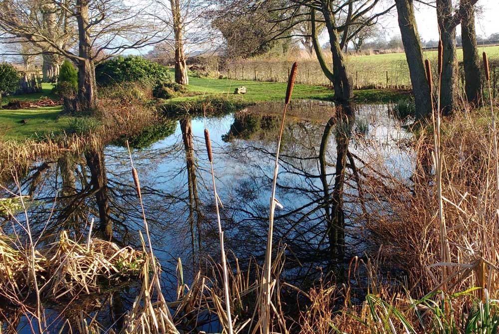 Should I feed my fish during winter? 10 Should I cut back my marginal pond plants in winter?