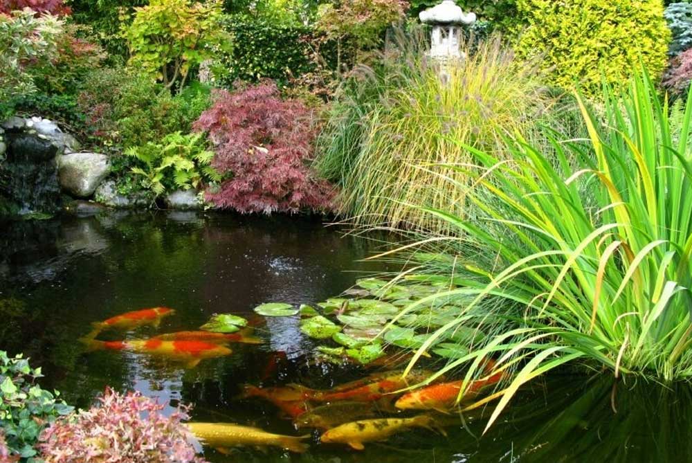 Should I feed my fish during winter?