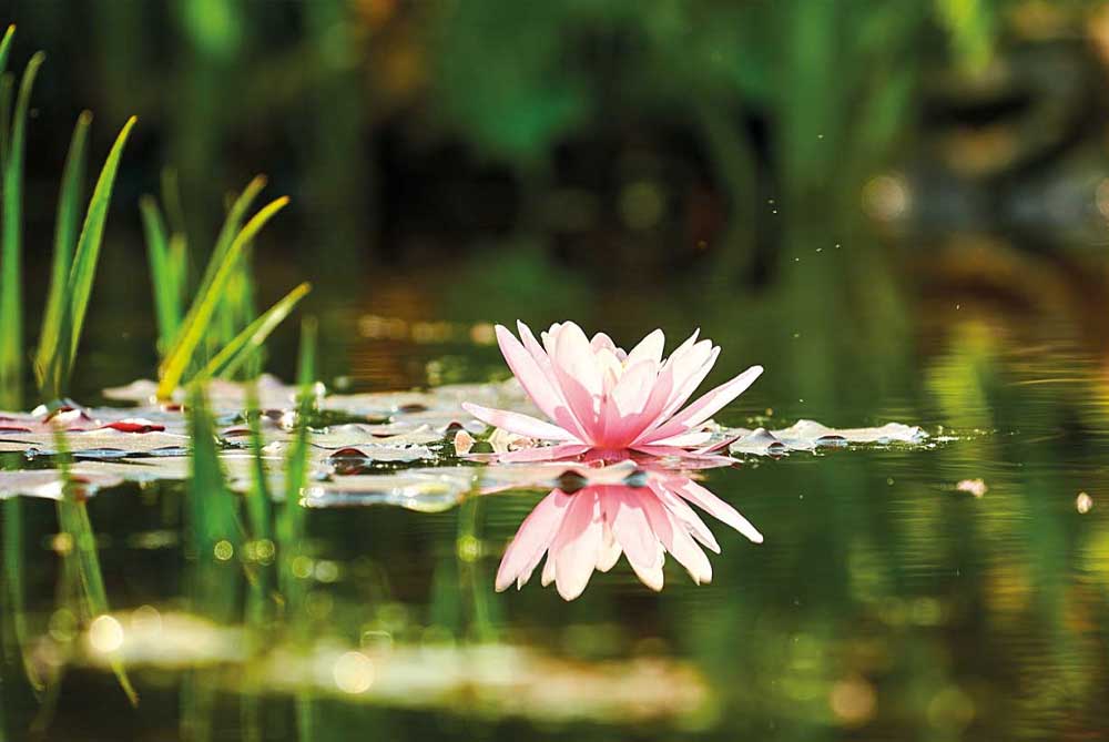 Should I feed my fish during winter? 9 What do I do with my water lilies in winter?